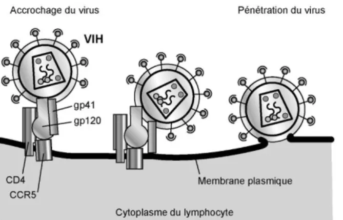 Figure 9: Fixation du VIH sur la cellule cible via les récepteurs CD4 et les corécepteurs CCR5 [46]