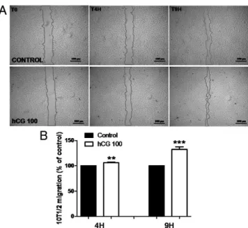 FIG. 5. Effect of hCG on SMC migration in a wound-healing assay.