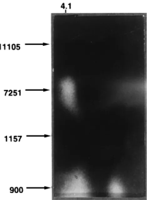 Figure 2 shows preliminary biochemical detection of phos- phos-photransferase activity in crude extracts, using neomycin 1 mM as substrate