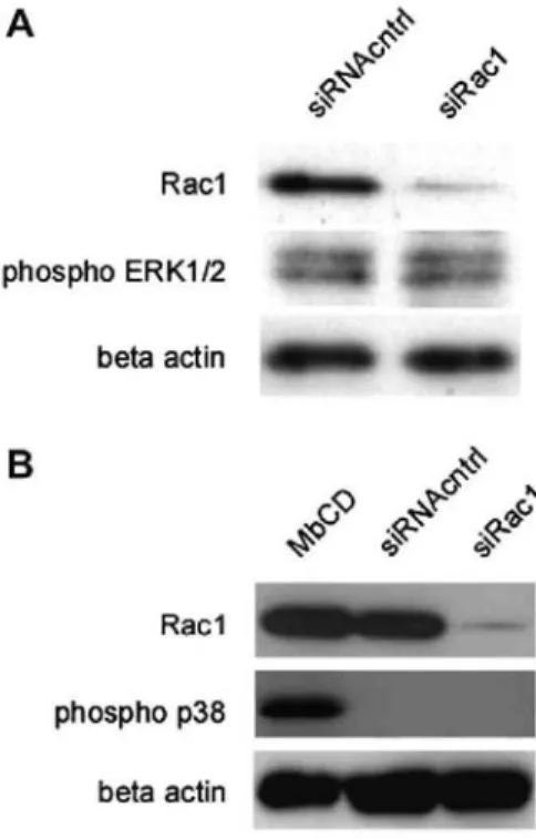 Fig. 3. Rac1 silencing does not affect the phosphorylation of ERK1/2 and p38 MAPK. (A) NHDF were 