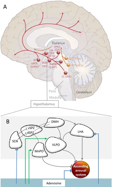 Figure 4. Hypothalamic regulation of the ascending arousal system and the impact of adenosine