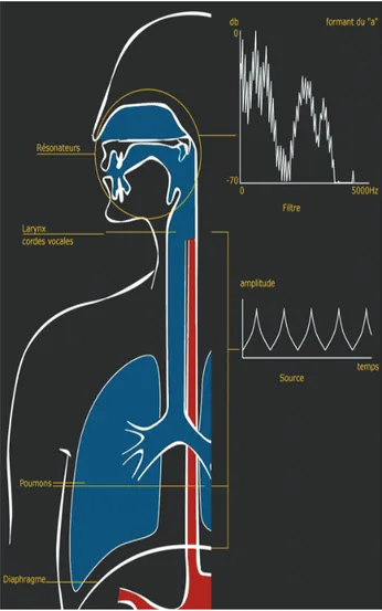 Figure 1 : Les trois étages de l’appareil vocal [Voice lab   &lt;74&gt;] 