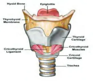Figure 3 : Les cartilages médians [  &lt;71&gt;] 