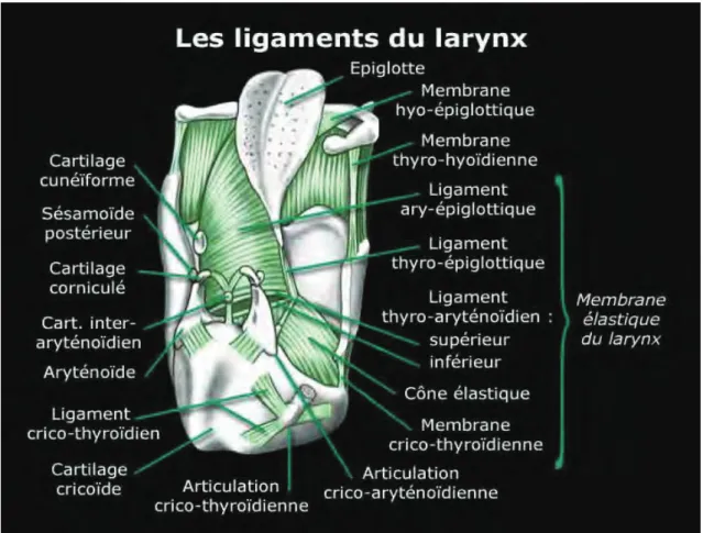 Figure 4 : Les ligaments, les membranes et les articulations [  &lt;68&gt;] 