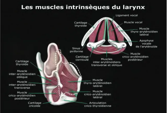 Figure 5 : Les muscles intrinsèques du larynx [  &lt;59&gt;] 