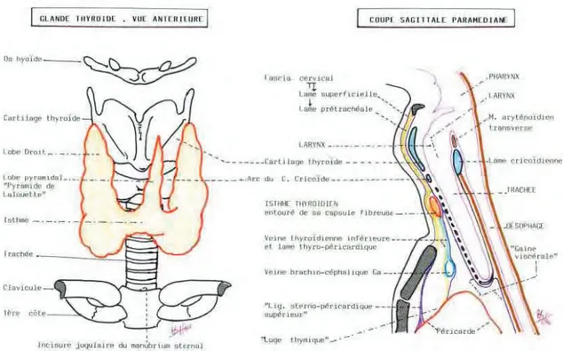Figure 8 : Schémas du corps thyroïde [  &lt;66&gt;] 