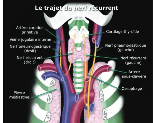 Figure 9 : Schémas des nerfs récurrents droits et gauches [  &lt;59&gt;] 