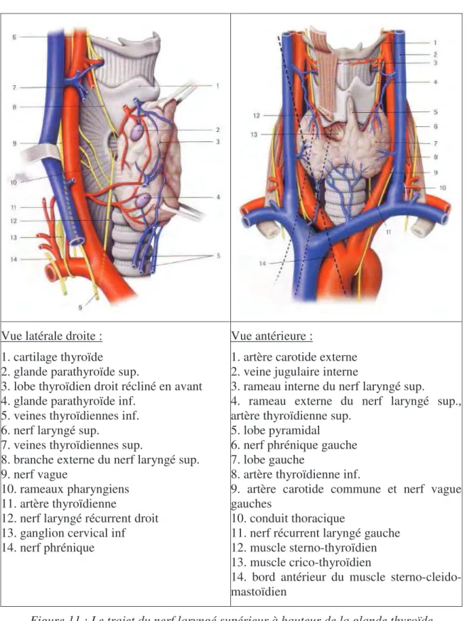 Figure 11 : Le trajet du nerf laryngé supérieur à hauteur de la glande thyroïde   [KAMINA   &lt;13&gt;] 