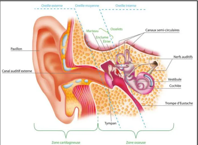Figure 1: Le système auditif