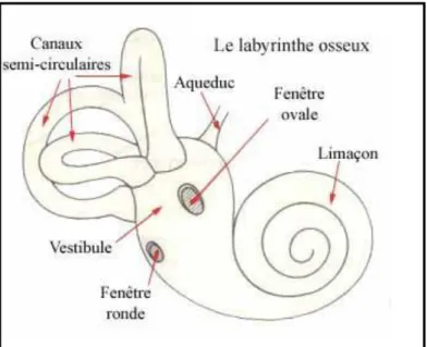 Figure 2: Le labyrinthe osseux