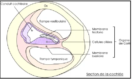 Figure 3: Coupe transversale de la cochlée