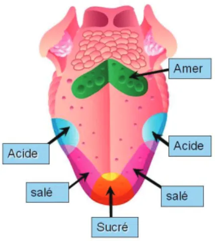 Figure 5 - La répartition des goûts que perçoit la langue 