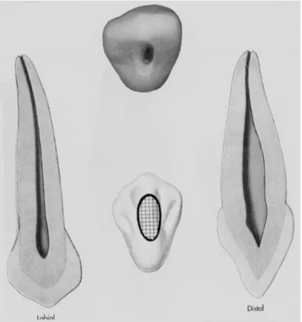Figure 4 : planche anatomique de la canine maxillaire   (Burnes et Herbranson 1998) 