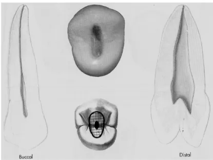 Figure 6 : planche anatomique de la deuxième prémolaire maxillaire  (Burnes et Herbranson 1998) 