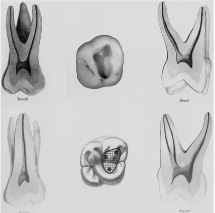 Figure 7 : planche anatomique de la première molaire maxillaire  (Burnes et Herbranson 1998) 