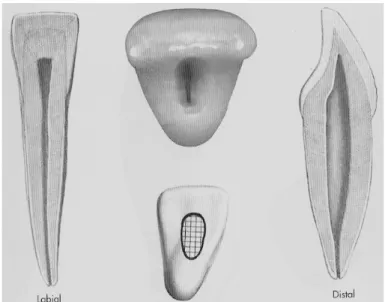 Figure 11 : planche anatomique des incisives mandibulaires  (Burnes et Herbranson 1998) 
