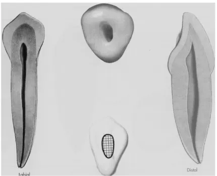 Figure 12 : planche anatomique de la canine mandibulaire  (Burnes et Herbranson 1998) 