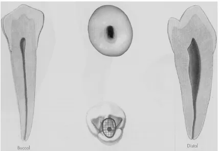 Figure 13 : planche anatomique de la première prémolaire  mandibulaire (Burnes et Herbranson 1998) 