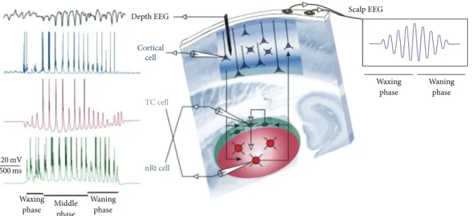 Figure 2: Spindles are generated in thalamocortical (TC) loop. The reticular (nRt) cells encounter the TC cells confined within the thalamus.