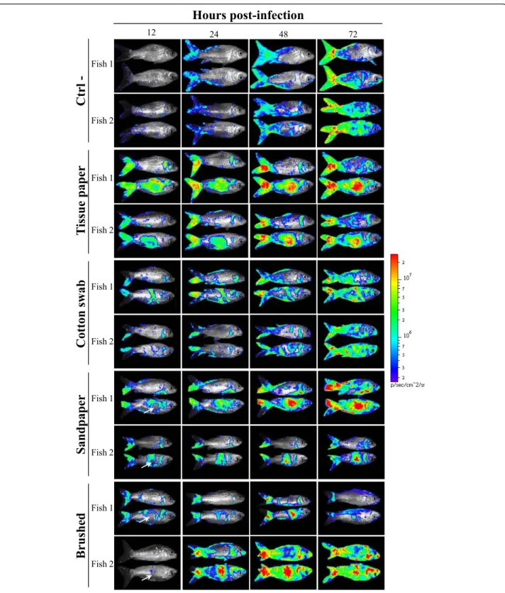 Figure 3 Effect of skin physical treatments on CyHV-3 entry in carp analyzed by bioluminescence imaging