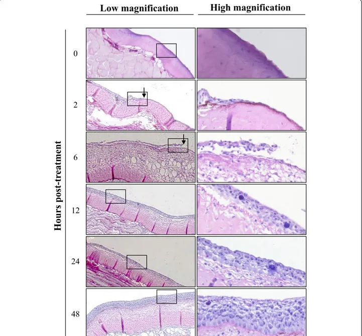 Figure 4 Kinetic of epidermis healing in carp. At time 0, the mucus and the epidermis of the skin were removed by brushing with a rotary electric tooth brush on a 15 mm circular area located on the side of the fish body