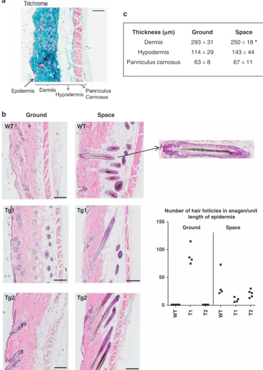 Figure 2. Skin histology. ( a ) Masson ’ s trichrome staining of a ground control mouse showing the different skin layers
