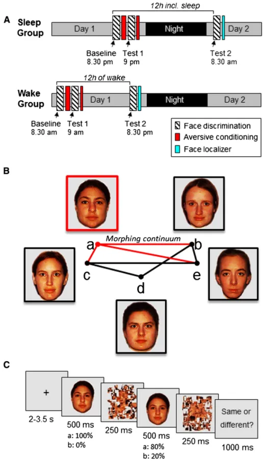 Fig. 1.Task and design. A: Two groups of participants were scanned twice each, with the fMRI sessions separated by a 12-h interval with or without sleep (resp