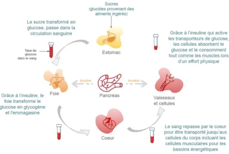 Figure 1: Schéma explicatif du mécanisme du glucose et de