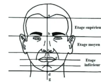 Figure 9 : Vue de profil - Évaluation de l’angle naso-labial et du plan esthétique de Rickett   