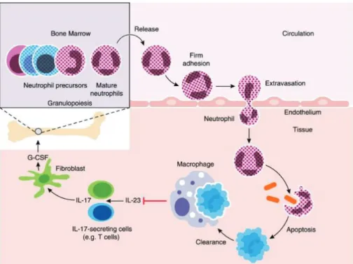 Figure 7 : Régulation du recrutement des neutrophiles dans le parodonte (neutrostat) (51)