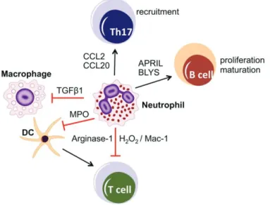 Figure 10 : Rôle des monocytes dans la défense du parodonte. 