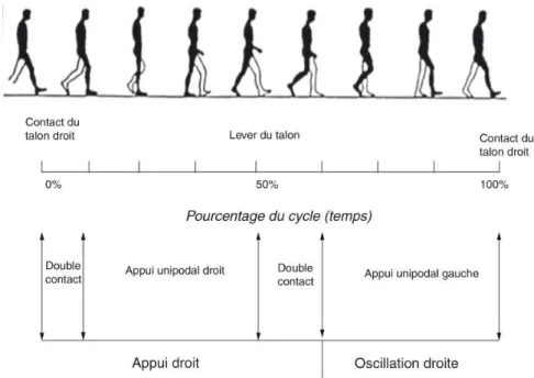 Figure 1 : Le cycle locomoteur (Bieuzen, 2013) 