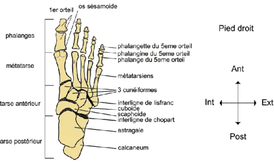 Figure 2 : anatomie osseuse du pied (Espace-musculation.com) 