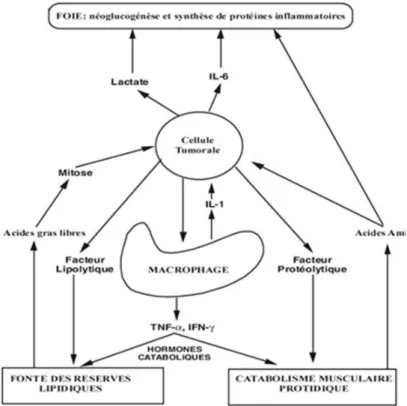 Figure 3 : Mécanisme physiopathologique du métabolisme glucidique, lipidique et protidique dans la dénutrition  cancéreuse extrait de la thèse de Sandy Ramloll 2016 (31) 