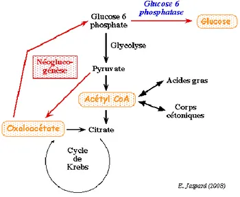 Figure 4 : Néoglucogenèse et cycle de Krebs, extrait de (22) 