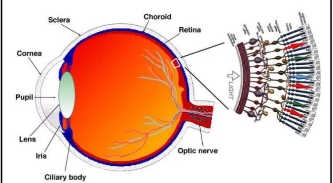 Figure 7 : Anatomie de l’œil (45) 