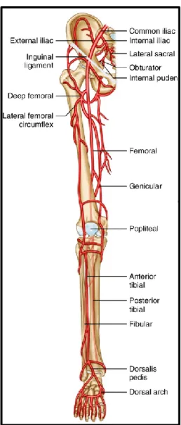 Figure 1 : Anatomie des artères des membres inférieurs (11) 