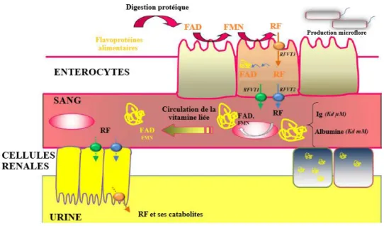 Figure 4 : Absorption, distribution, métabolisation e t él imination de la RF  (32)  