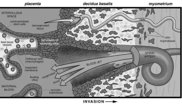 Figure 2. Diagramme de l'organisation histologique de l'interface foeto maternelle. Les cytotrophoblastes,  envahissent  la  paroi  utérine  (invasion  interstitielle)  et  les  vaisseaux  sanguins  maternels  (invasion  endovasculaire)