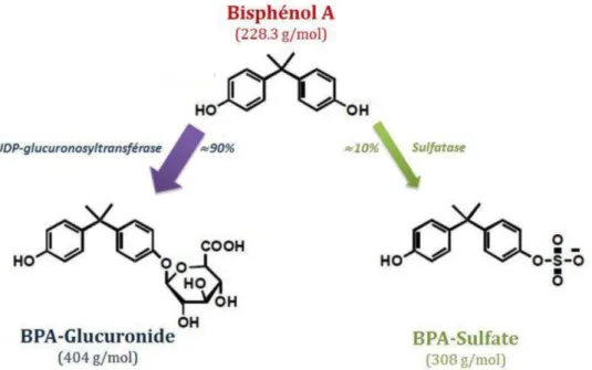 Figure 8 : Principales réactions de conjugaison du BPA(24) 
