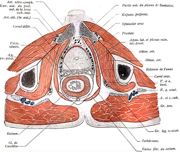 Figure 2 : Anatomie de la prostate (1) 