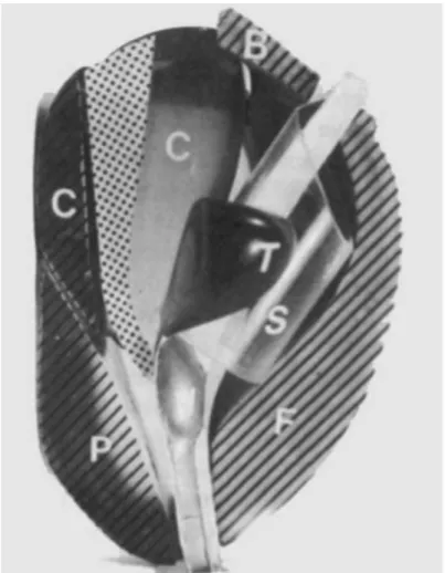 Figure 3 : Description anatomique de la prostate, selon Mac Neal (3). Coupe sagittale