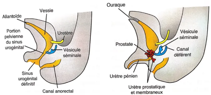 Figure 5 : Développement du sinus urogénital (5) 