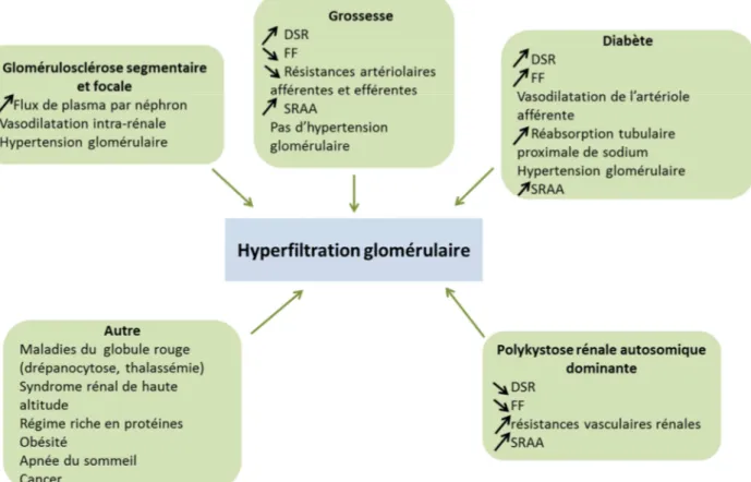 Figure 4 : Mécanismes de l’hyperfiltration glomérulaire. D’après Helal et coll. Nature Reviews  Nephrology 6 