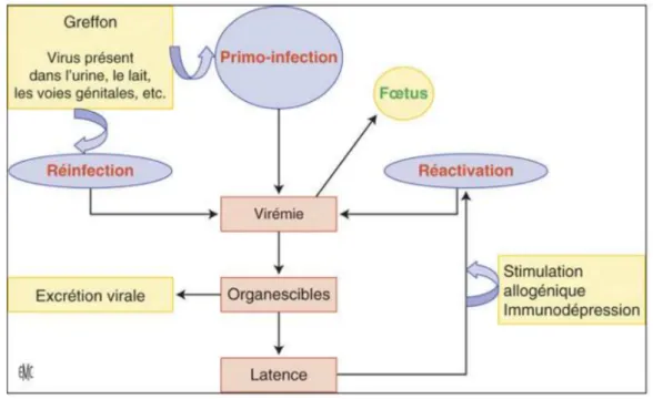 Figure 1 : Physiopathologie de l’infection à CMV.  D’après Mazeron (3) 