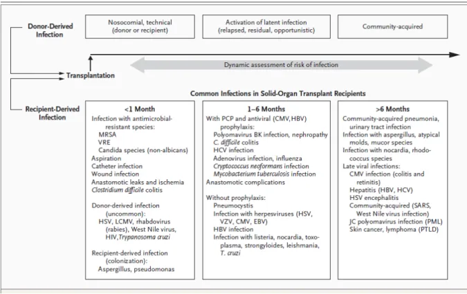 Figure 2 : Chronologie des infections chez le patient transplanté d’organe solide. D’après Fishman (9) 