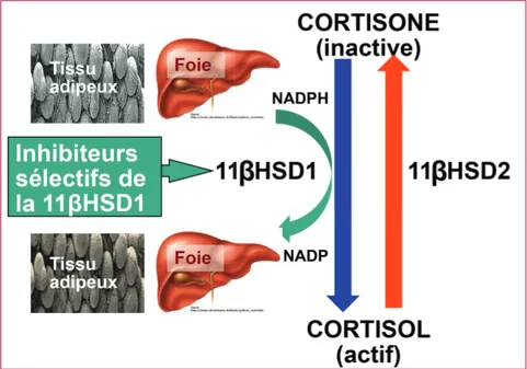 Figure 1. L’enzyme 11β-hydroxystéroïde déshydrogénase de type 1 (11βHSD1) transforme  la cortisone, inactive sur le plan métabolique, en cortisol, métaboliquement actif, avec le  NADPH comme cofacteur