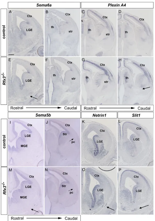 Figure 7. The Rfx3 −/− heterotopias express thalamocortical guidance molecules. Coronal sections through the brain of control (A – D, I – L) and Rfx3 −/− mutants (E – H, M – P) hybridized with the indicated probes