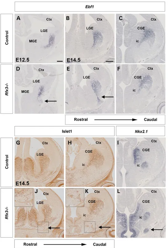Figure 6. Formation of the ventral telencephalic corridor in Rfx3 −/− mutants. Coronal sections through the brain of control (A–C and G–I) andRfx3 −/− mutant embryos (D–F and J–L) hybridized with the indicated probes or immunostained with the indicated ant