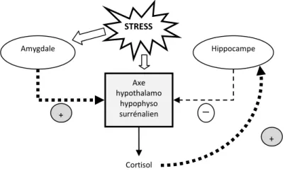 Figure 2 : Régulation de l’axe hypothalamo-hypophyso-surrénalien par l’hippocampe et l’amygdale (8) 